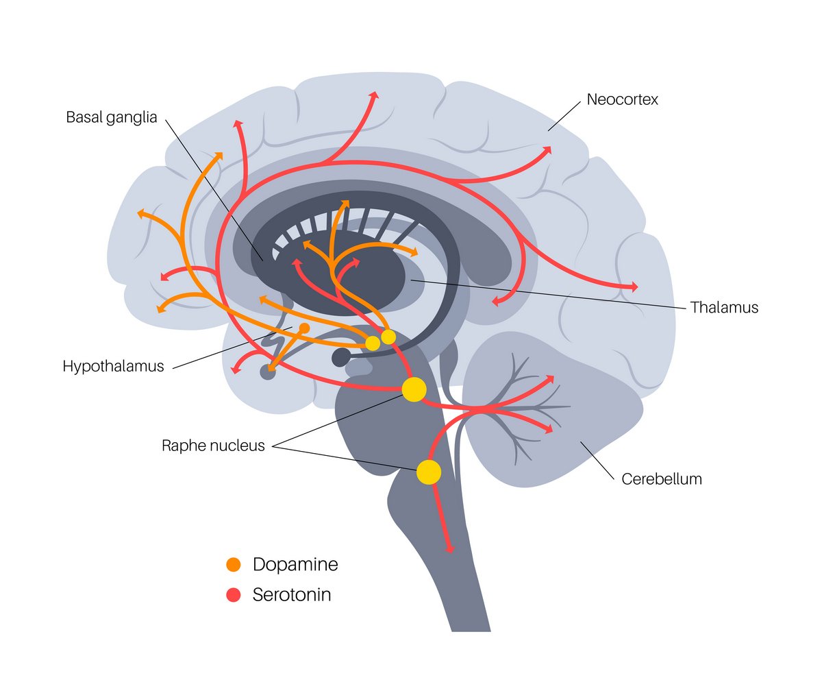 szlak serotoninowy w mózgu